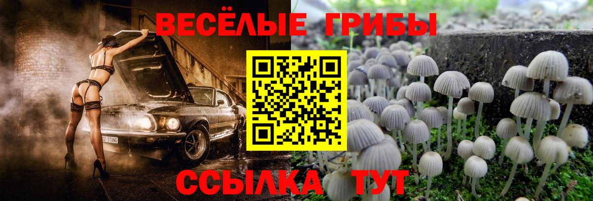 Галлюциногенные грибы GOLDEN TEACHER  Псилоцибиновые грибы Psilocybine cubensis  Вход с VPN  Кизилюрт 